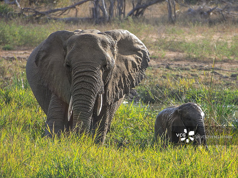 在非洲平原上吃草的小象，南开普省，南非图片素材