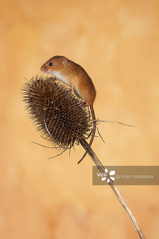 昆虫在植物上的特写图片素材