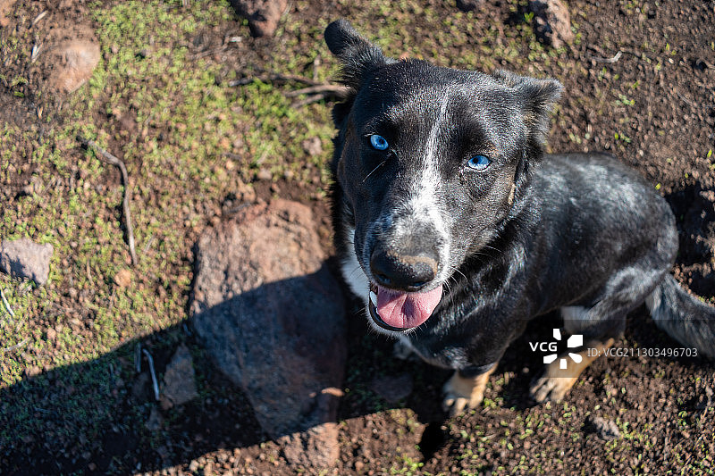 黑色狗的俯视肖像，墨西哥下加利福尼亚州埃尔科罗内尔图片素材