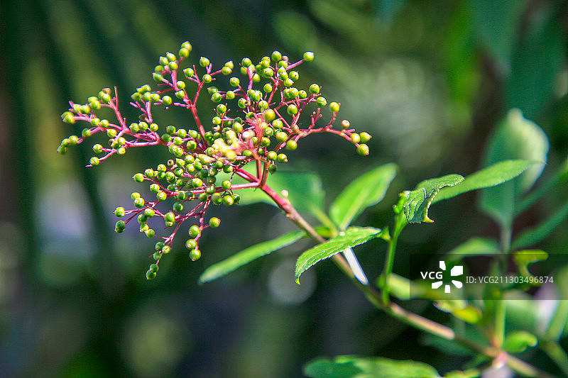 绿化丛中的接骨木结出了一簇果实图片素材