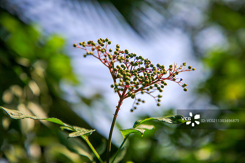 绿化丛中的接骨木结出了一簇果实图片素材