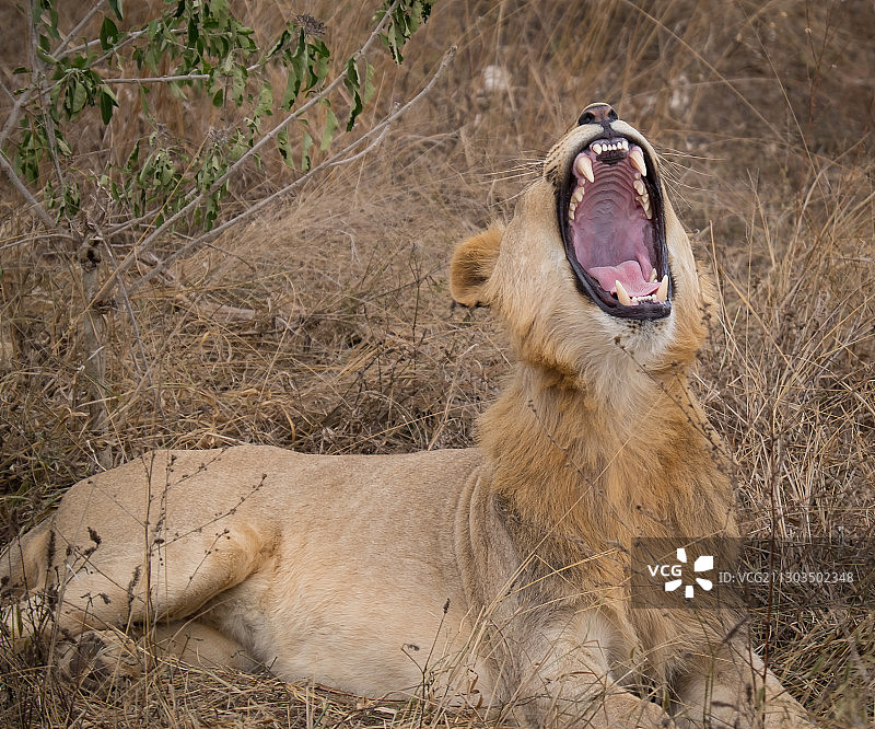 打呵欠的幼狮图片素材