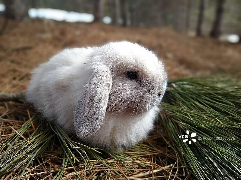 美国埃尔克河田野兔子特写图片素材