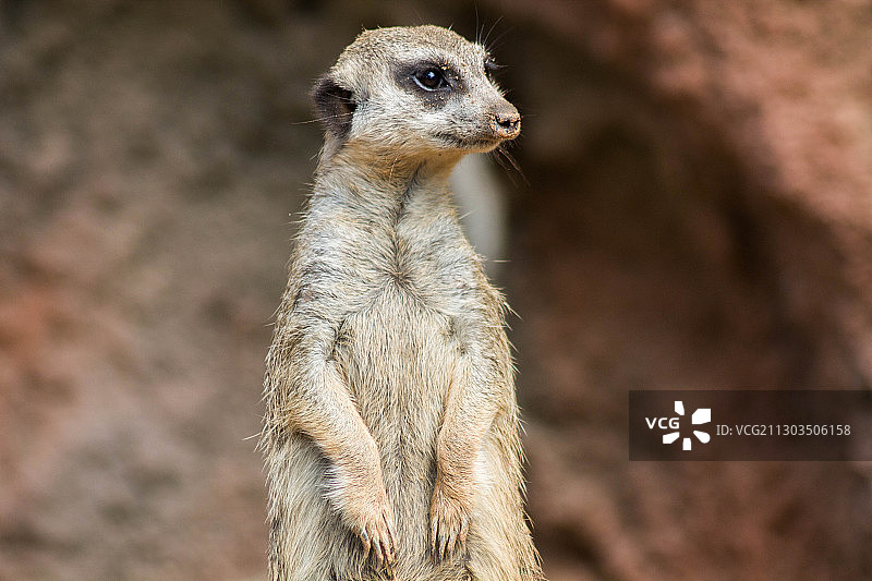 猫鼬站在捷克共和国布尔诺的岩石上，看向远方特写图片素材