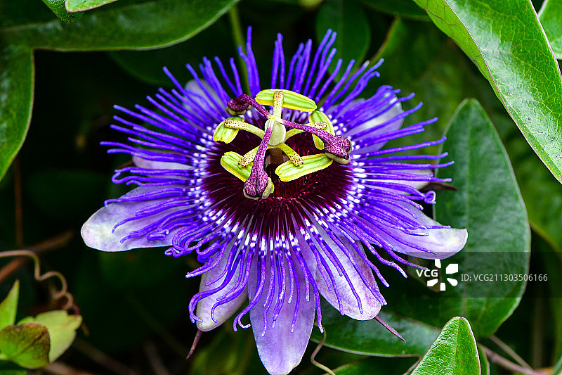 紫色花朵的特写图片素材