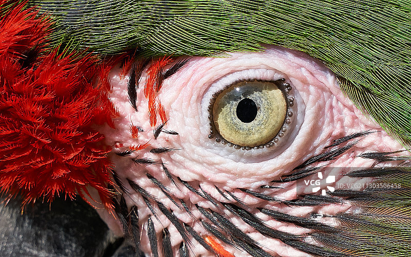 英国霍宁舍姆的猫头鹰特写图片素材