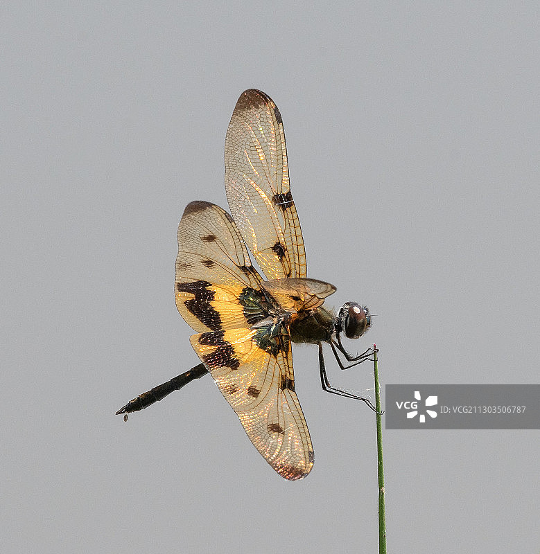 树枝上的蜻蜓特写，印度喀拉拉邦库马拉孔图片素材