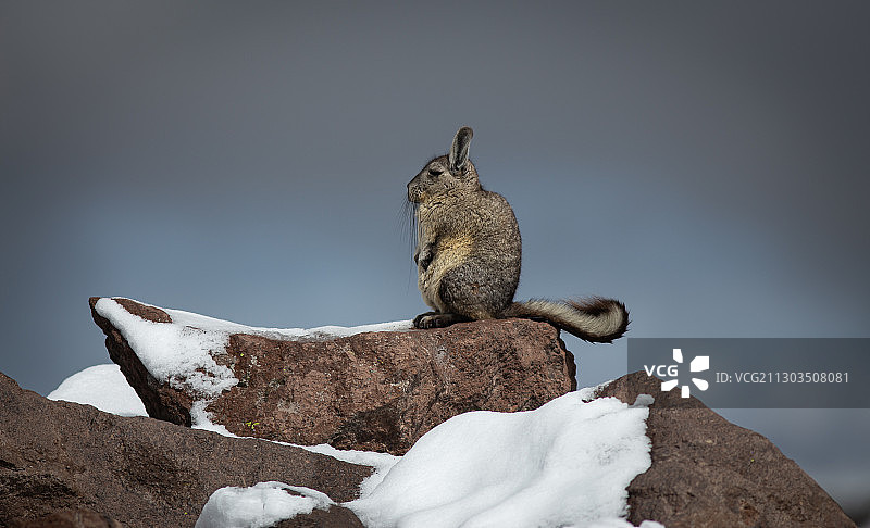 仰视：秘鲁岩石上的松鼠图片素材