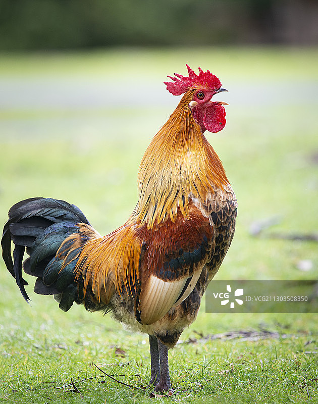 田野上的公鸡特写，奥克兰，新西兰图片素材