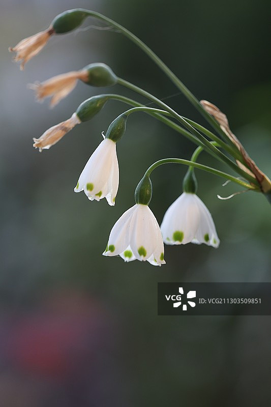 特写的白色开花植物图片素材