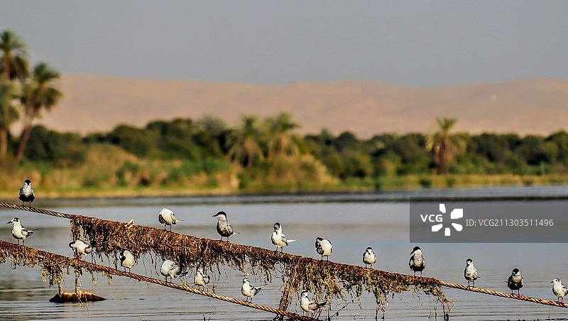 埃及湖景风光图片素材