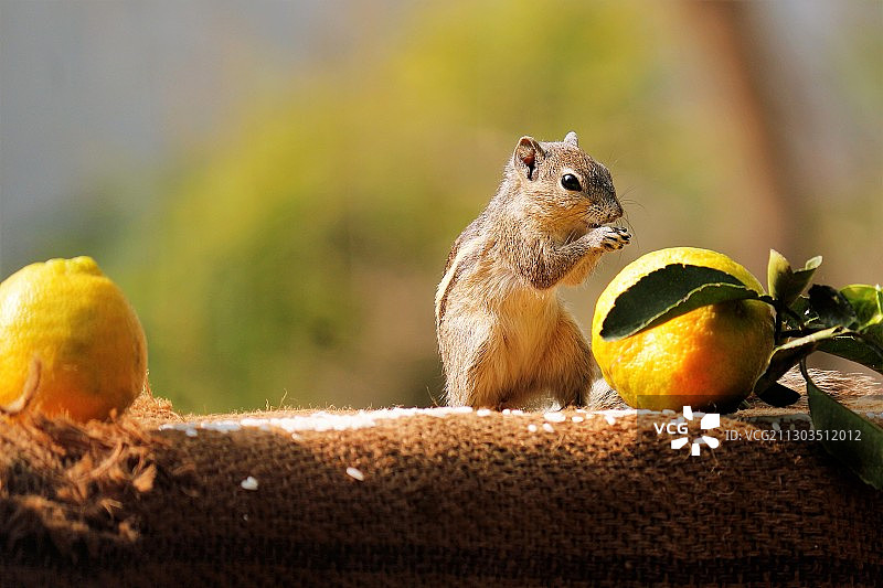 树桩上的橙色水果特写，印度巴帕特拉，印度安得拉邦图片素材