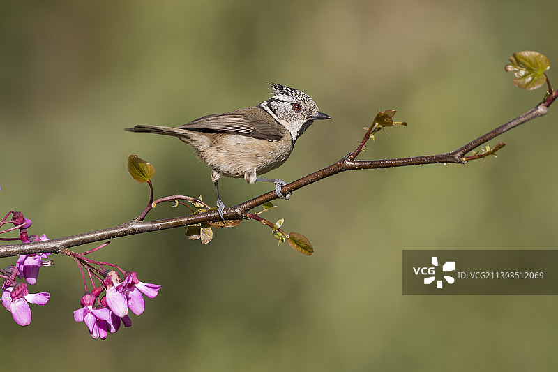 一只大山雀，摄于葡萄牙卡拉皮塔图片素材