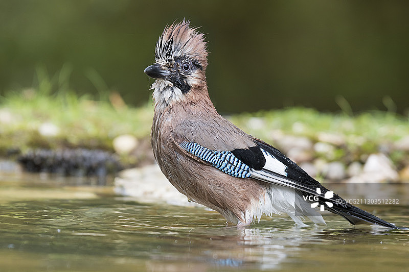 鸟类栖息在水上的特写，葡萄牙卡拉皮塔图片素材