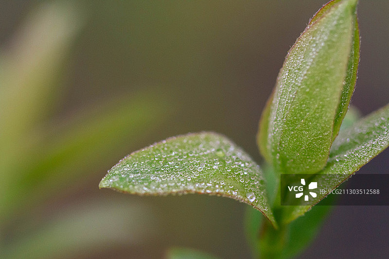 爱尔兰都柏林湿植物叶子特写图片素材