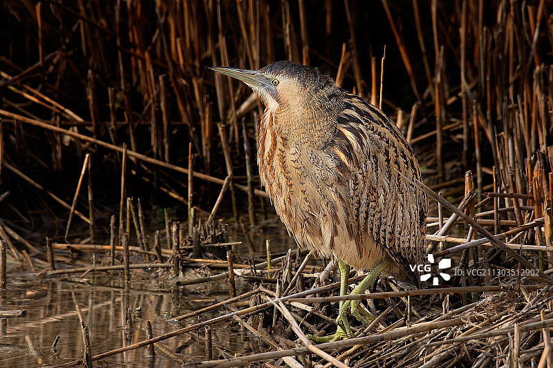 野鸟栖息的特写镜头图片素材