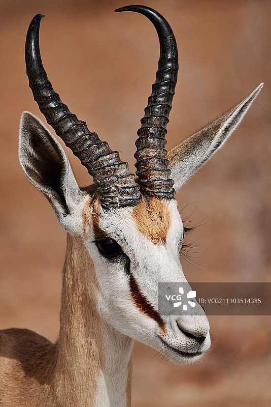 埃托沙国家公园站立的山羊特写，纳米比亚图片素材