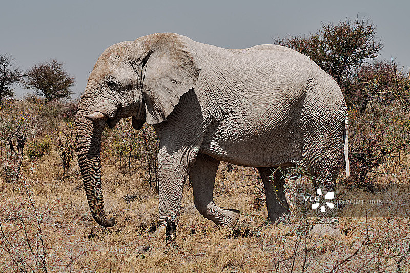 埃托沙国家公园，原野上站立的小象侧面图，纳米比亚图片素材