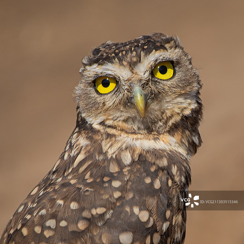 智利圣地亚哥猫头鹰特写肖像图片素材