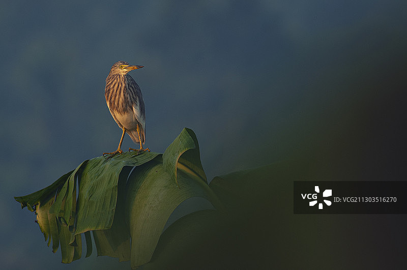 鸟儿栖息在木头上的低角度视图，印度喀拉拉邦图片素材