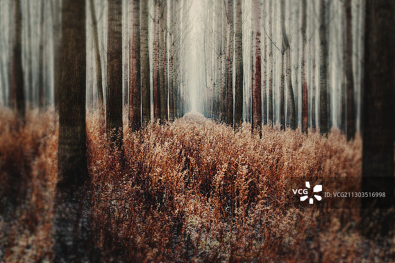 塞尔维亚库皮诺沃奥贝德斯卡巴拉的森林树木图片素材