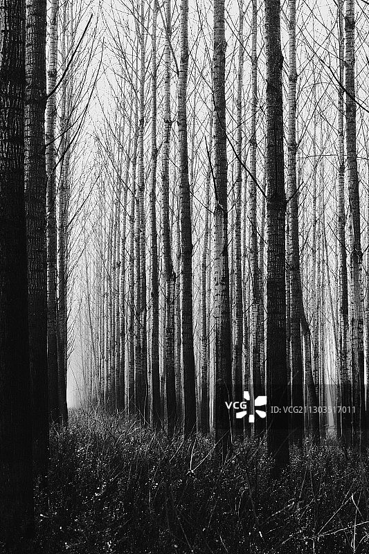 塞尔维亚库皮诺沃奥贝德斯卡巴拉的森林树木图片素材