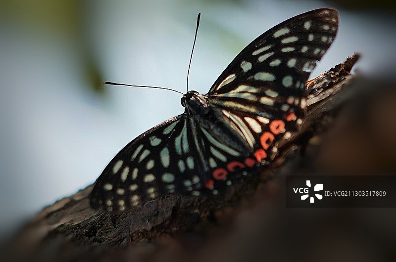 黑脉蛱蝶图片素材