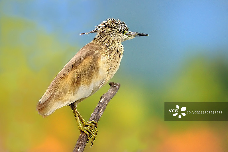 鸟栖息在树枝上的特写图片素材