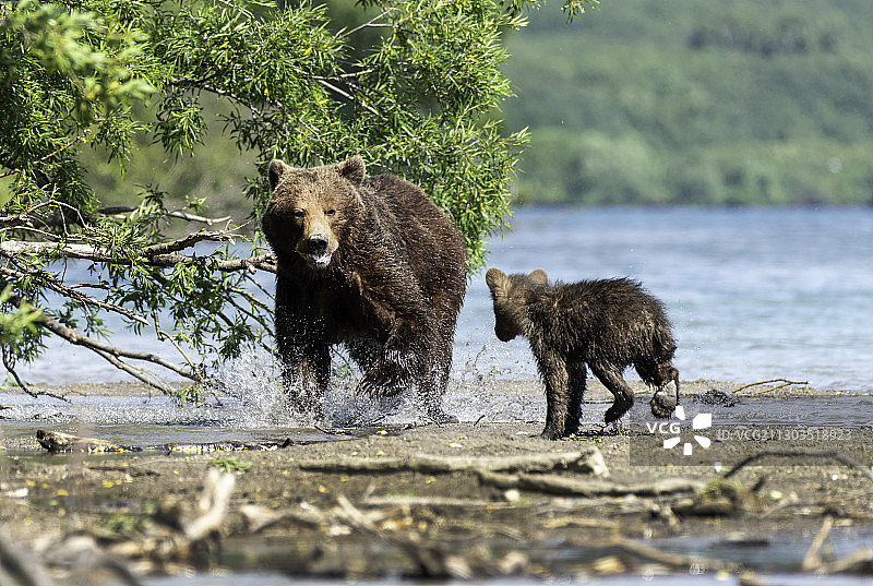 堪察加半岛的熊和熊河，俄罗斯图片素材