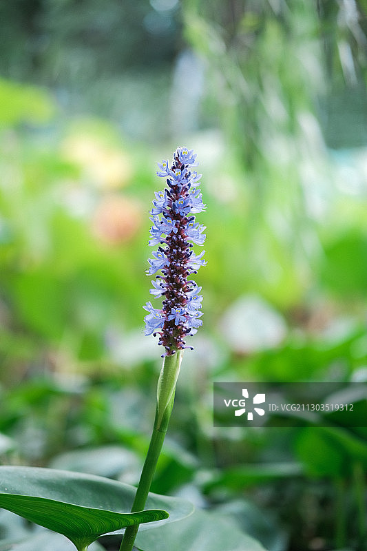 梭鱼草特写图片素材