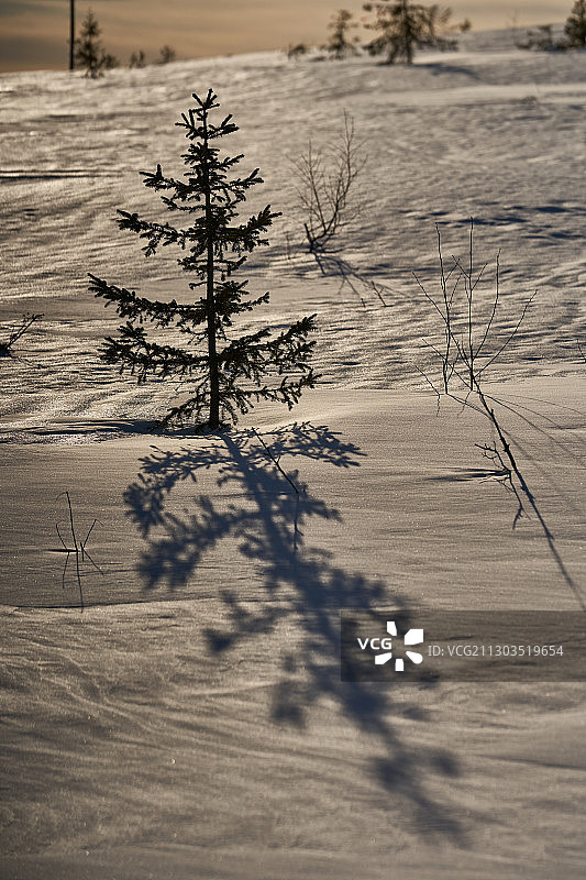 瑞典温德尔恩日落时分的雪原树木图片素材