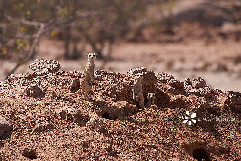 纳米比亚帕尔姆瓦格岩石上的蜥蜴特写图片素材