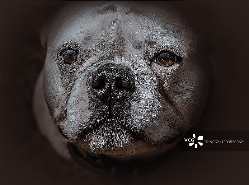狗狗特写肖像，阿尔及利亚廷杜夫省乌姆阿塞尔图片素材