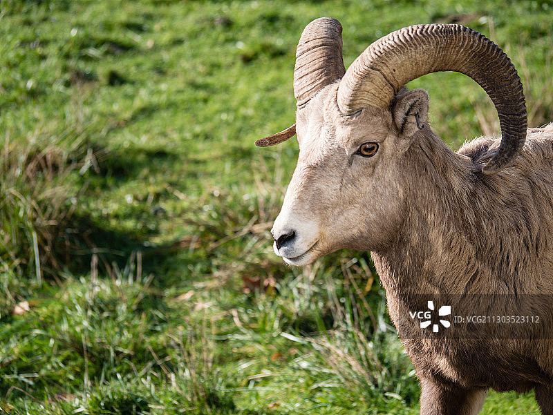 站立在田野上的山羊侧视图图片素材