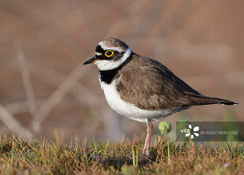 栖息在索佐波尔田野上的鸟类特写，保加利亚布尔加斯图片素材