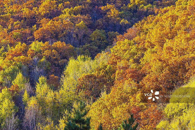 2020喇叭沟门白桦林秋色图片素材