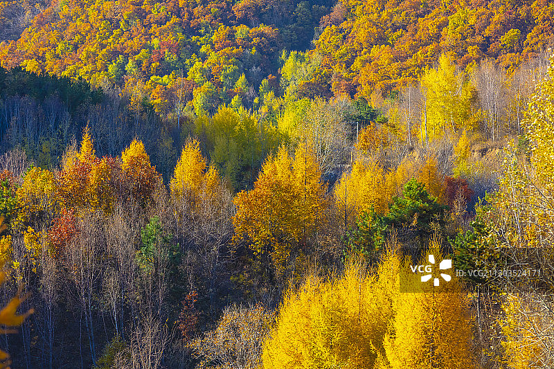 2020喇叭沟门白桦林秋色图片素材