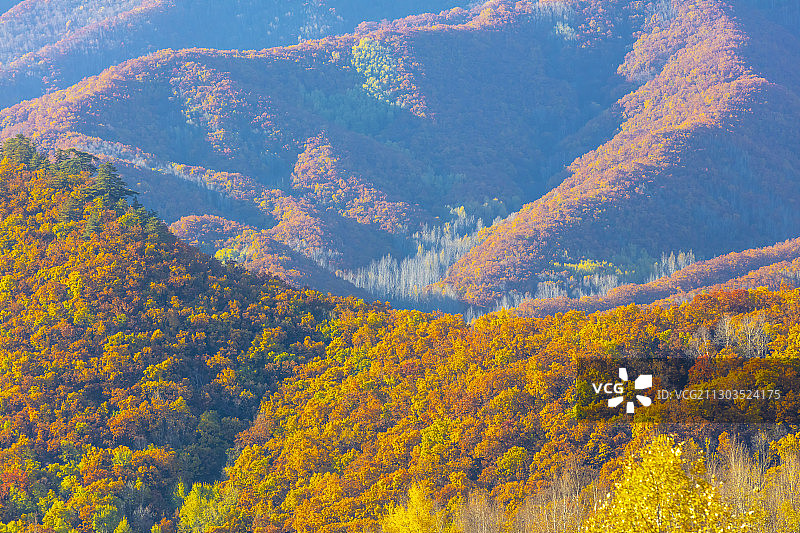 2020喇叭沟门白桦林秋色图片素材