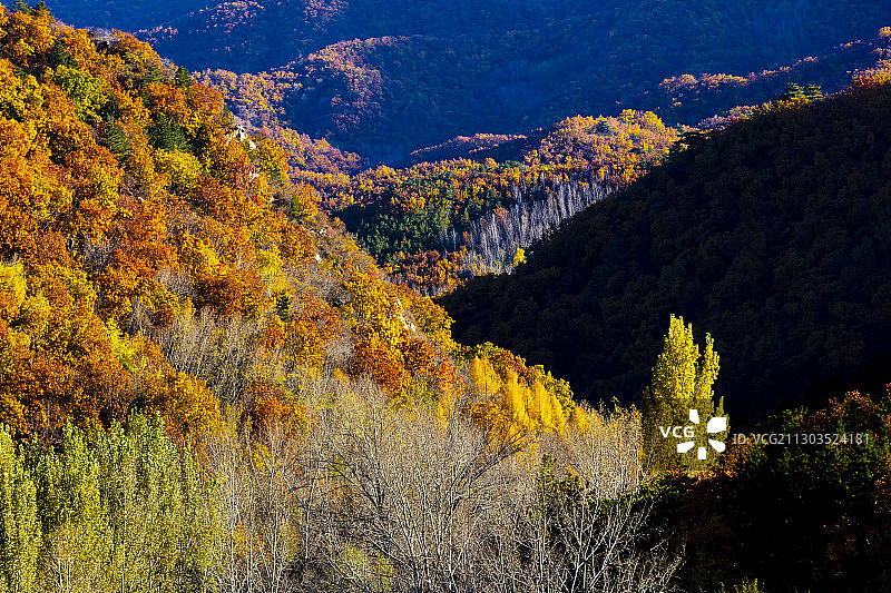 2020喇叭沟门白桦林秋色图片素材