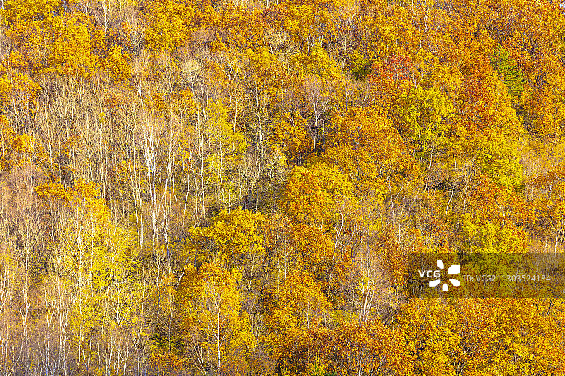 2020喇叭沟门白桦林秋色图片素材