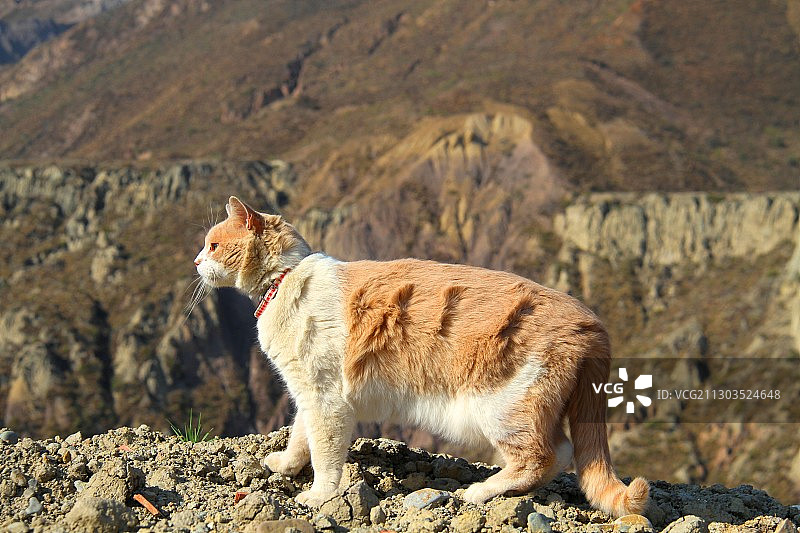 猫站在玻利维亚拉巴斯省岩石上的侧面图片素材