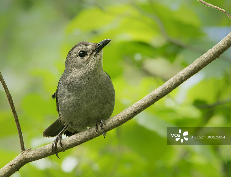 鸟儿栖息在树枝上特写，新泽西州，美国图片素材