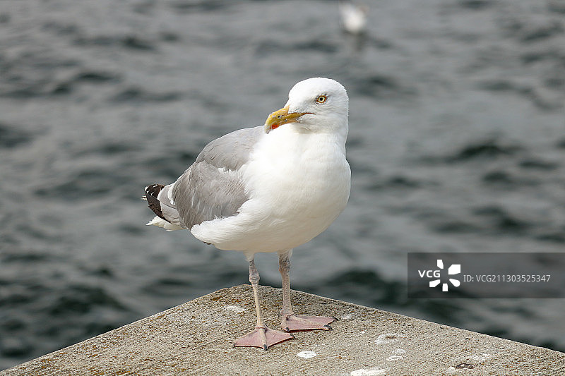 在丹麦奥尔堡海边护堤墙上栖息的海鸥特写图片素材