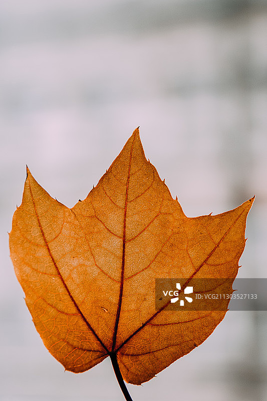 夹在书本里的落叶书签图片素材