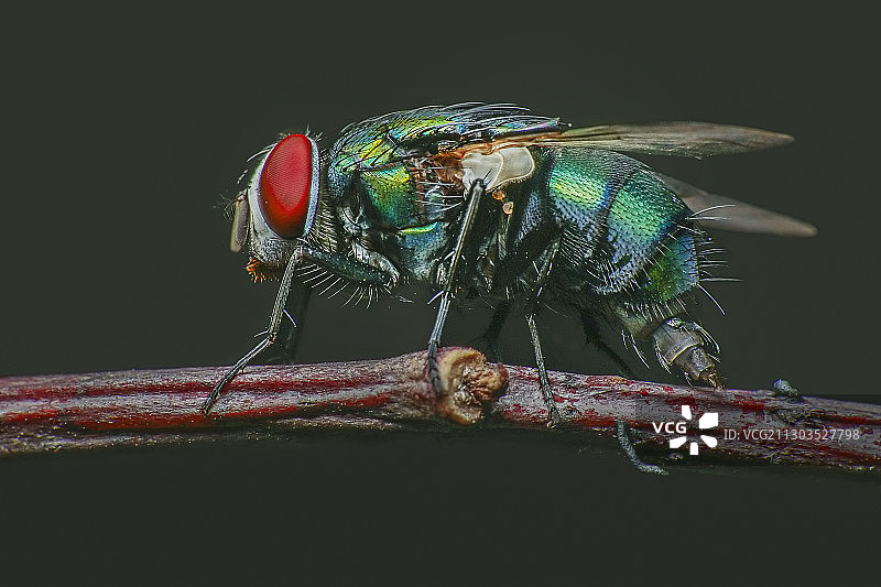 越南枝头蜻蜓特写图片素材