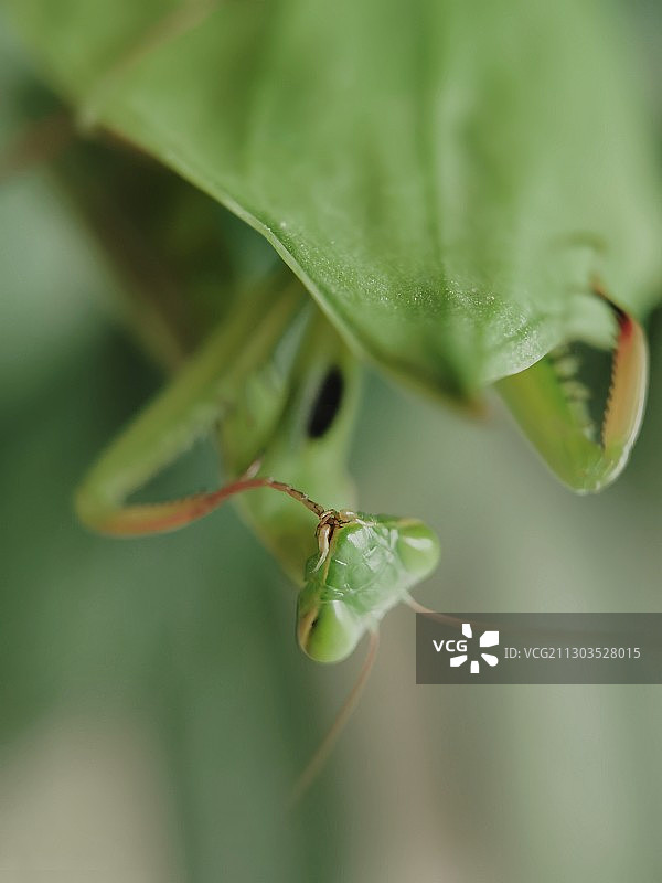 【  吮指  】图片素材