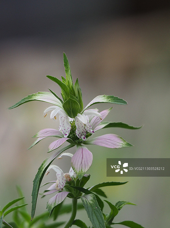 波尔克县紫色植物特写，美国佛罗里达州图片素材