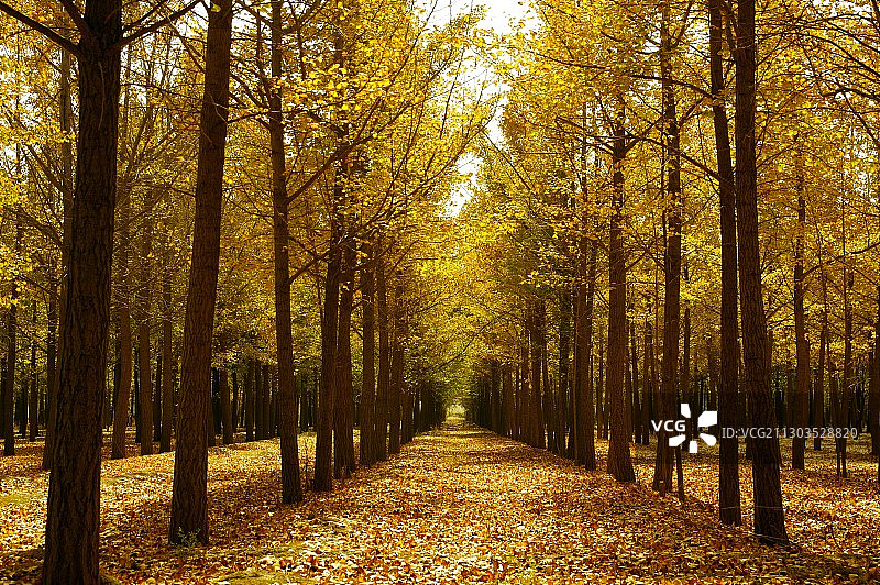 银杏林图片素材