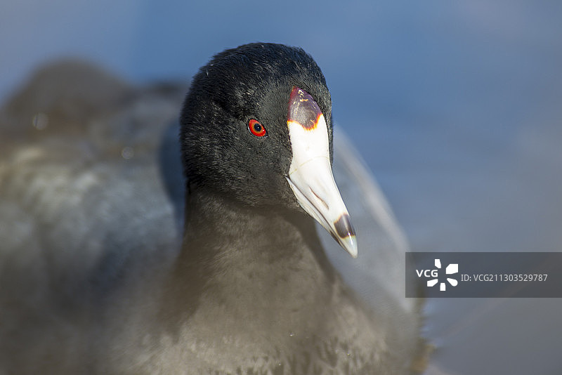 加拿大鸟类特写图片素材