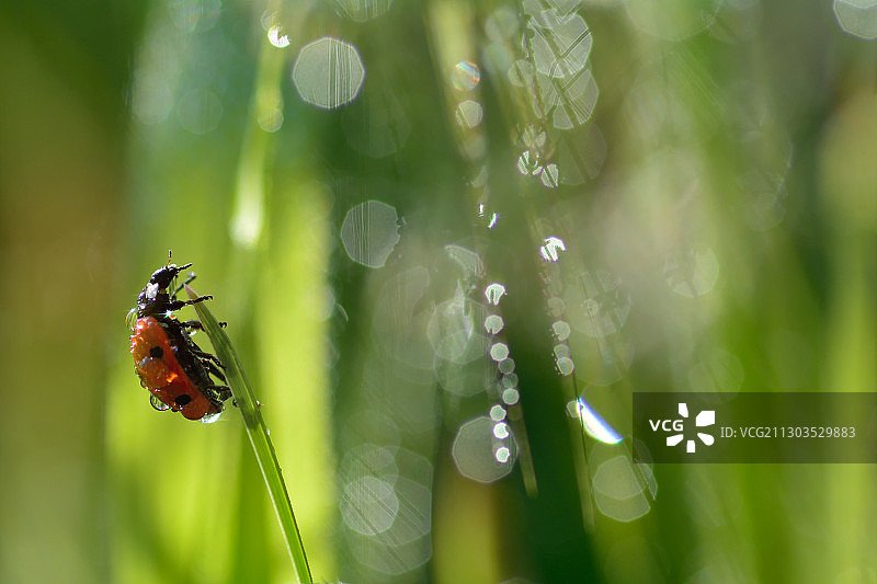 法国沙纳斯，植物上的瓢虫特写图片素材